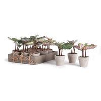Design Shop Mini Begonias 5.5" Potted, Set Of 12