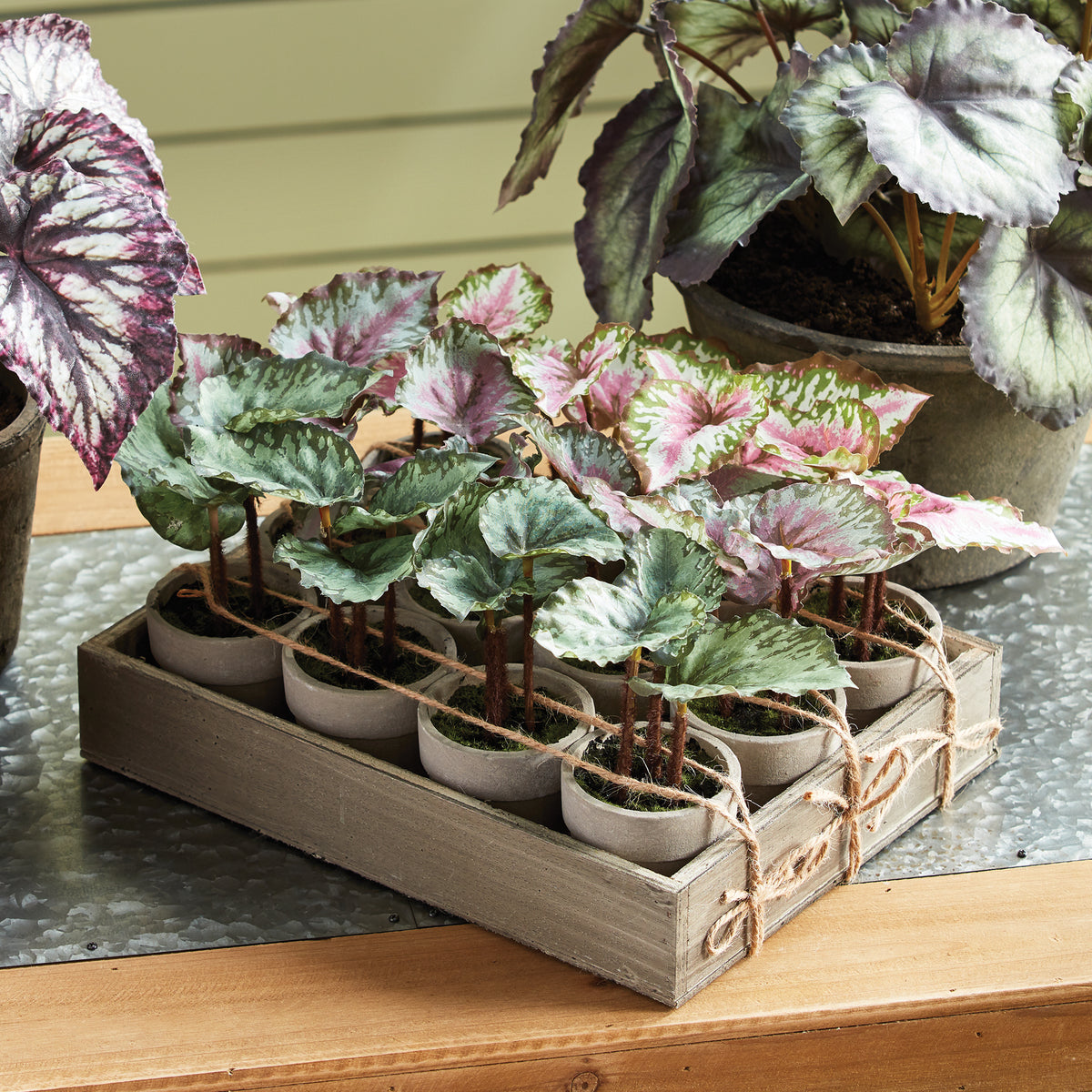 Design Shop Mini Begonias 5.5" Potted, Set Of 12