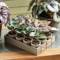 Design Shop Mini Begonias 5.5" Potted, Set Of 12