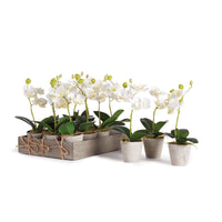 Design Shop Mini Phalaenopsis 9" Potted, Set Of 12