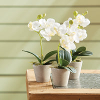 Design Shop Mini Phalaenopsis 9" Potted, Set Of 12