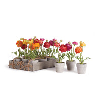 Design Shop Mini Ranunculi 7" Potted, Set Of 12