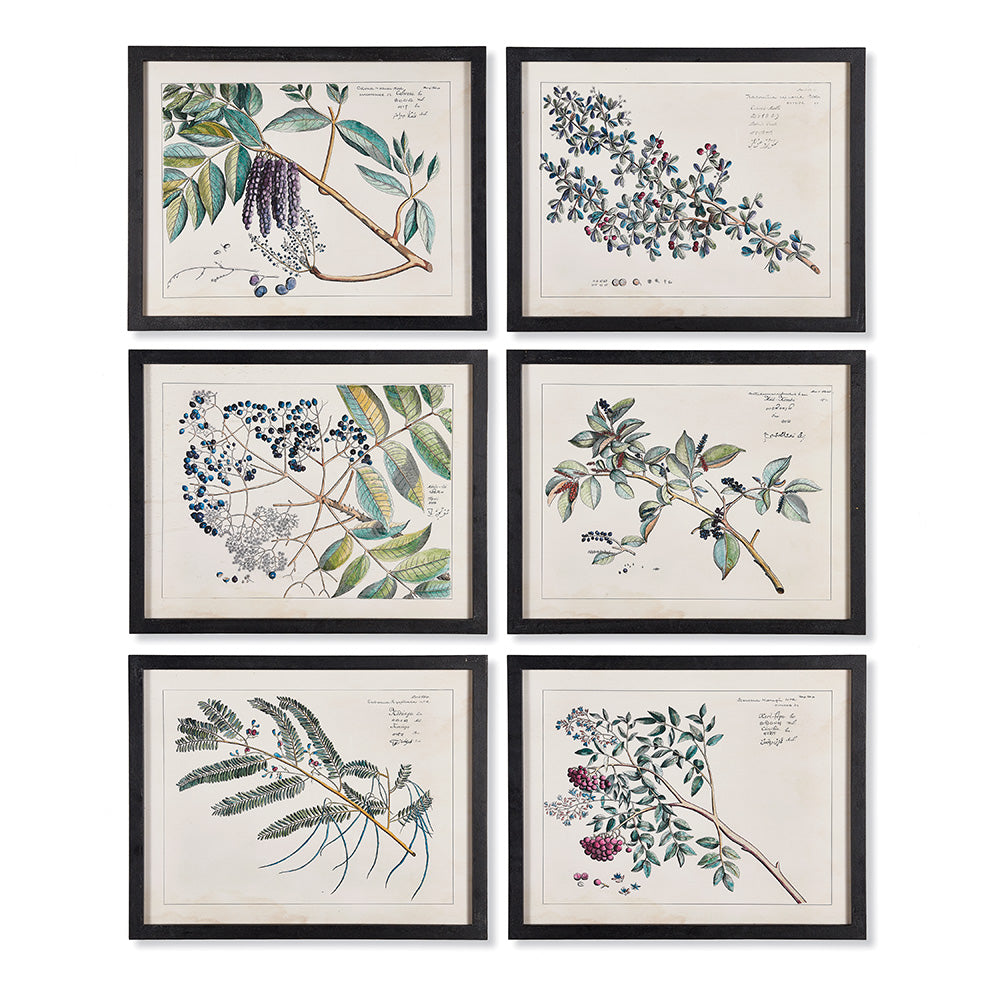 Design Shop Berry Branch Botanical Study, Set Of 6