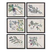 Design Shop Berry Branch Botanical Study, Set Of 6