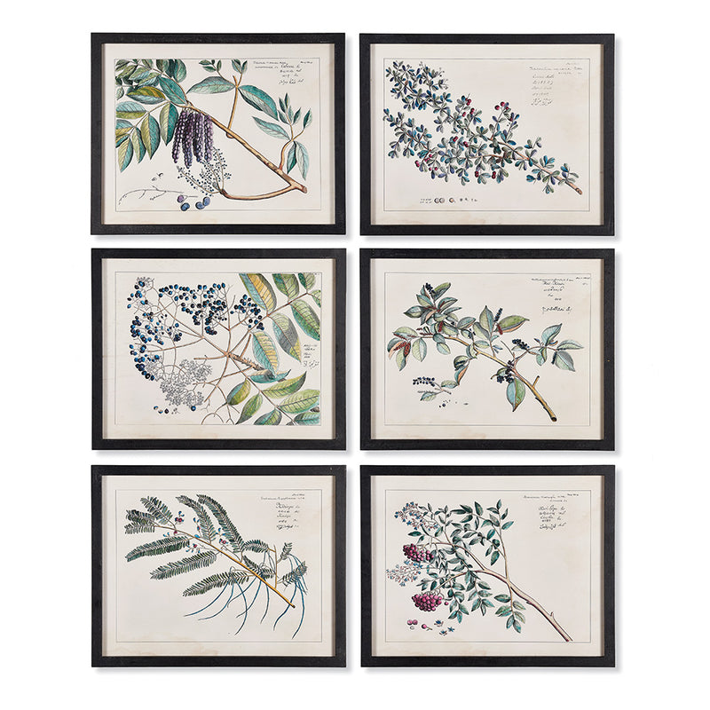 Design Shop Berry Branch Botanical Study, Set Of 6