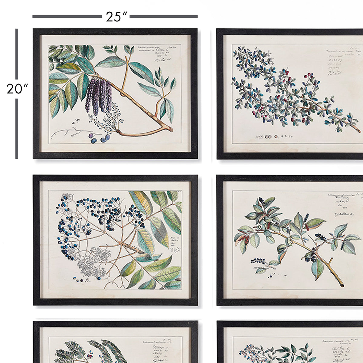 Design Shop Berry Branch Botanical Study, Set Of 6