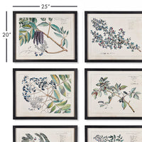 Design Shop Berry Branch Botanical Study, Set Of 6