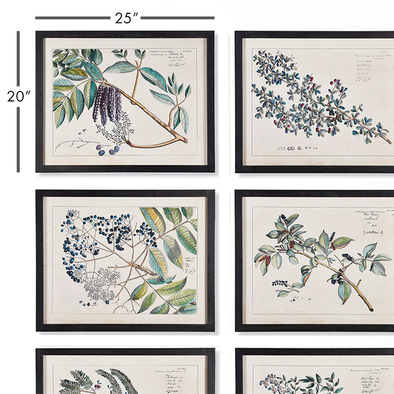 Design Shop Berry Branch Botanical Study, Set Of 6