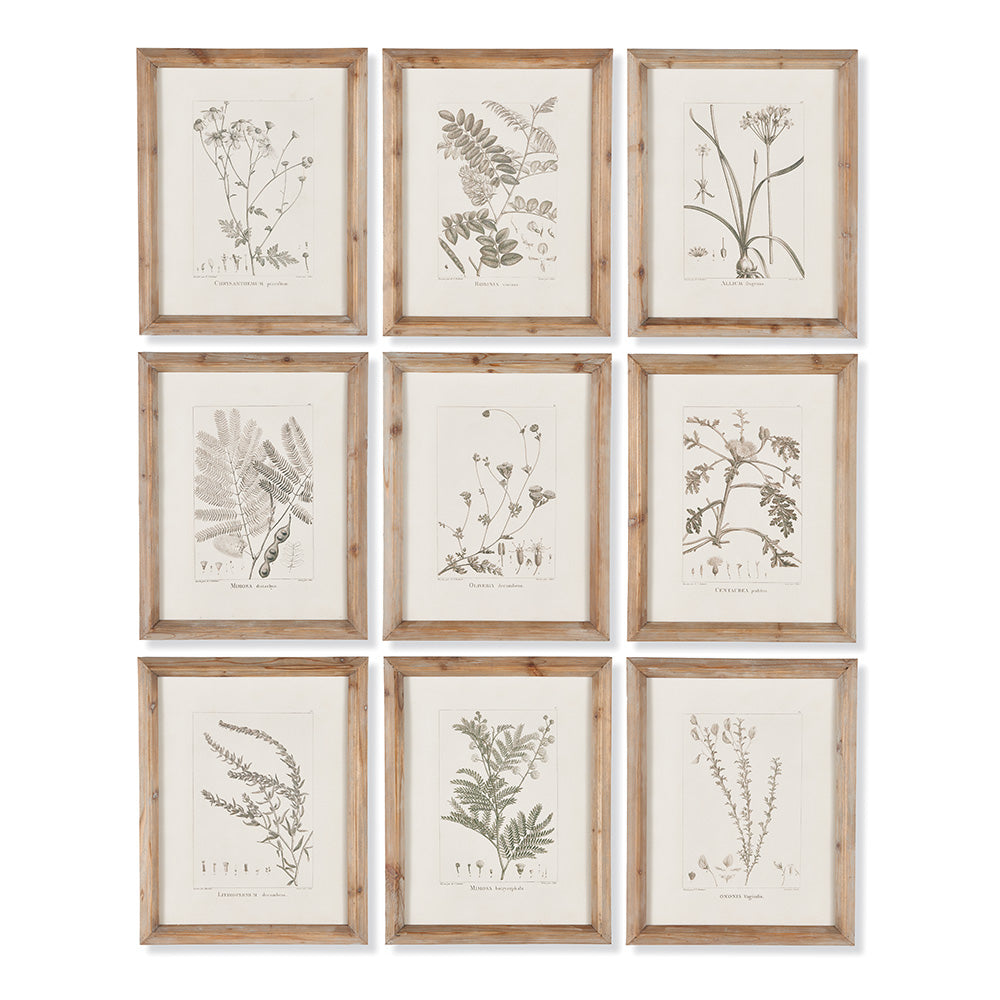 Design Shop Botanical Illustrations, Set Of 9