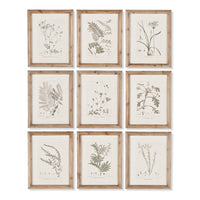 Design Shop Botanical Illustrations, Set Of 9