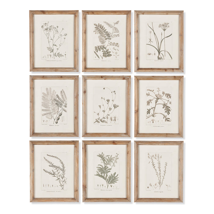 Design Shop Botanical Illustrations, Set Of 9