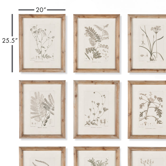 Design Shop Botanical Illustrations, Set Of 9