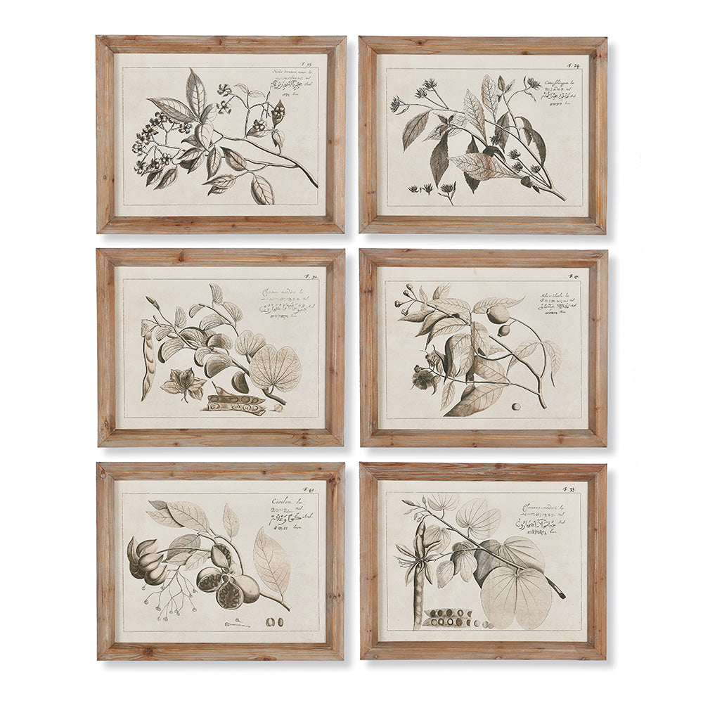Design Shop Fruit Bearing Branch Illustrations, Set Of 6