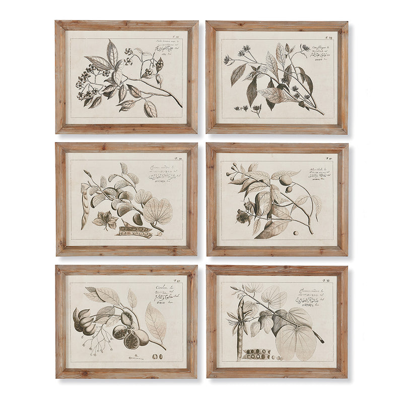 Design Shop Fruit Bearing Branch Illustrations, Set Of 6