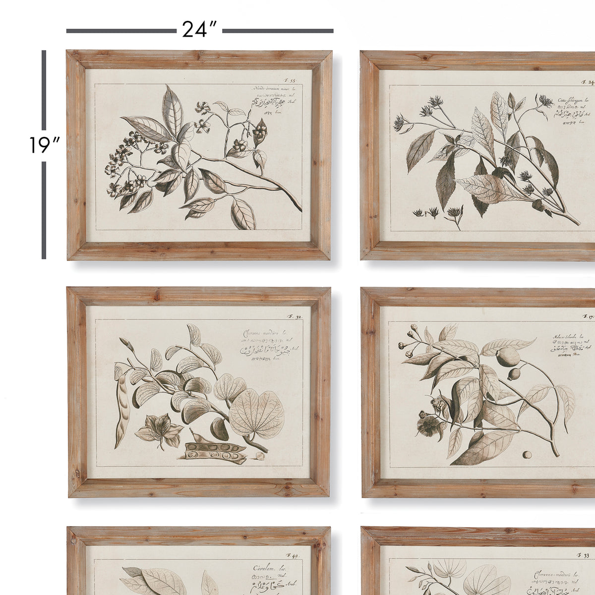 Design Shop Fruit Bearing Branch Illustrations, Set Of 6