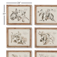 Design Shop Fruit Bearing Branch Illustrations, Set Of 6