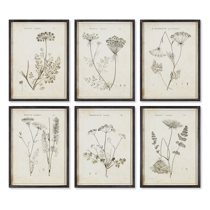 Design Shop Wildflower Study, Set Of 6