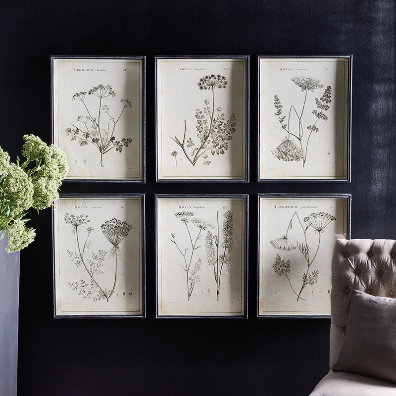 Design Shop Wildflower Study, Set Of 6