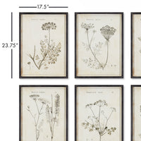Design Shop Wildflower Study, Set Of 6