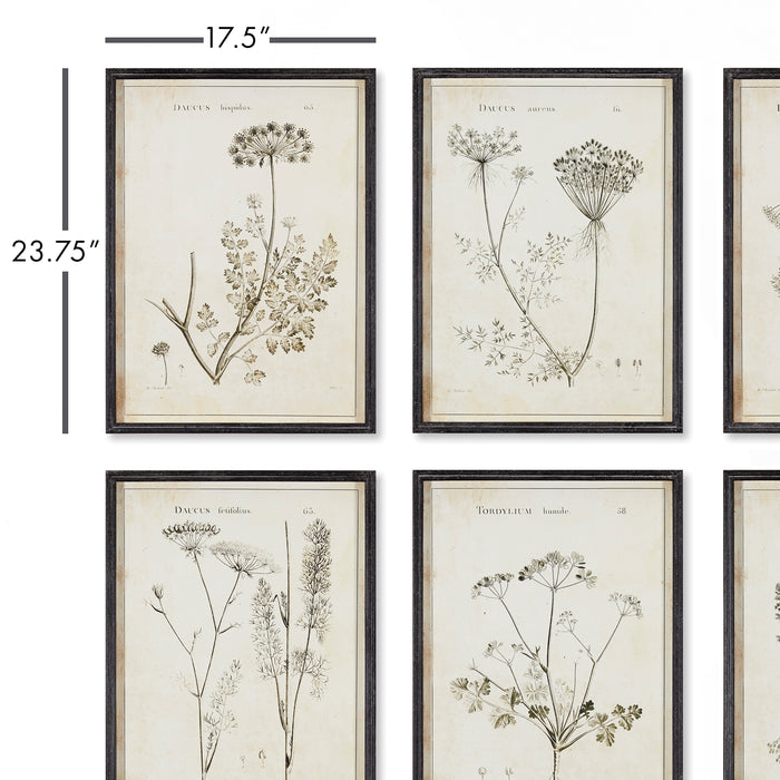 Design Shop Wildflower Study, Set Of 6