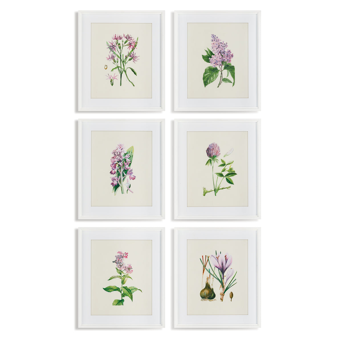 Design Shop Flower Study Prints, Set Of 6