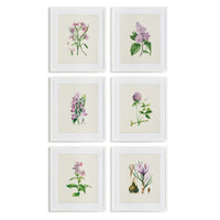 Design Shop Flower Study Prints, Set Of 6