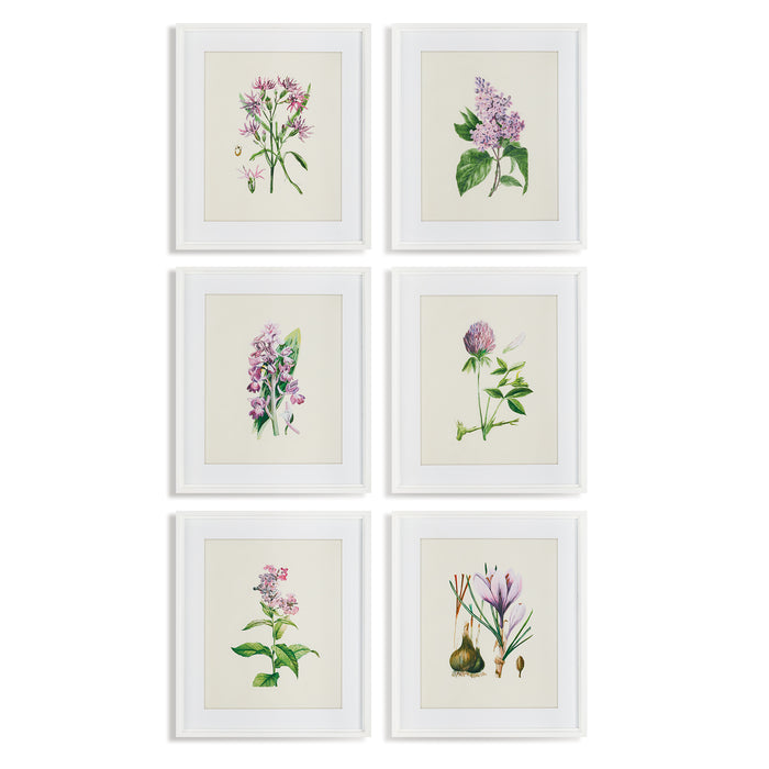 Design Shop Flower Study Prints, Set Of 6