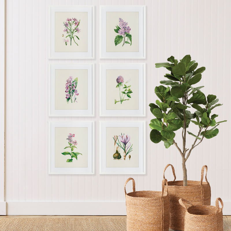 Design Shop Flower Study Prints, Set Of 6