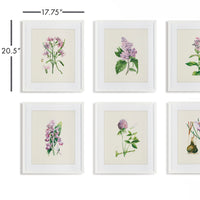 Design Shop Flower Study Prints, Set Of 6