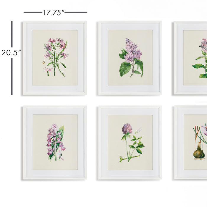 Design Shop Flower Study Prints, Set Of 6