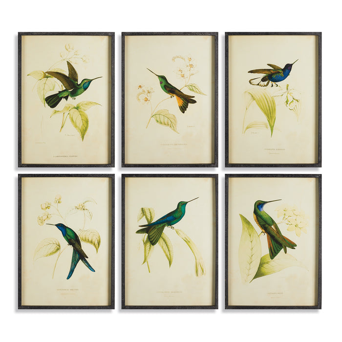 Design Shop Hummingbird Prints, Set Of 6