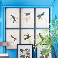 Design Shop Hummingbird Prints, Set Of 6