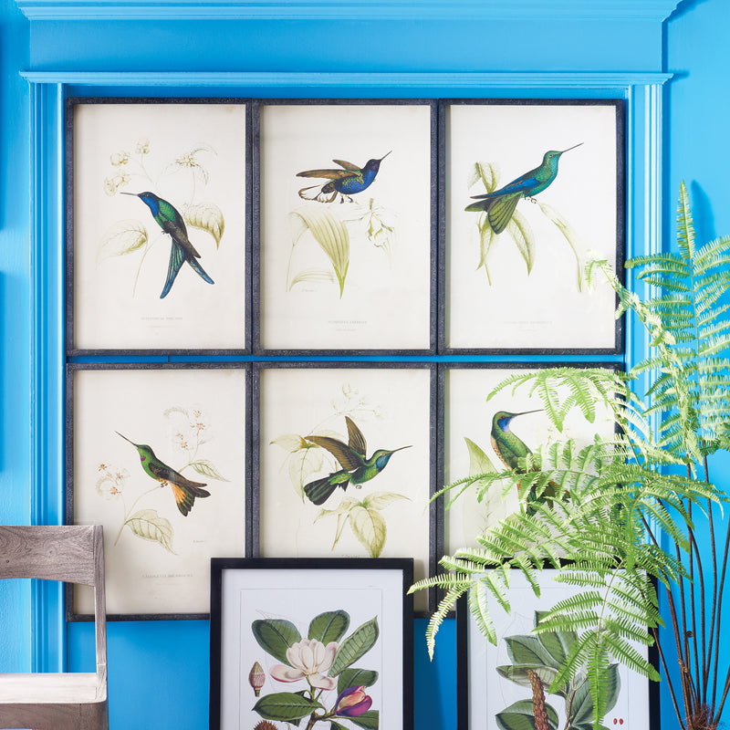 Design Shop Hummingbird Prints, Set Of 6