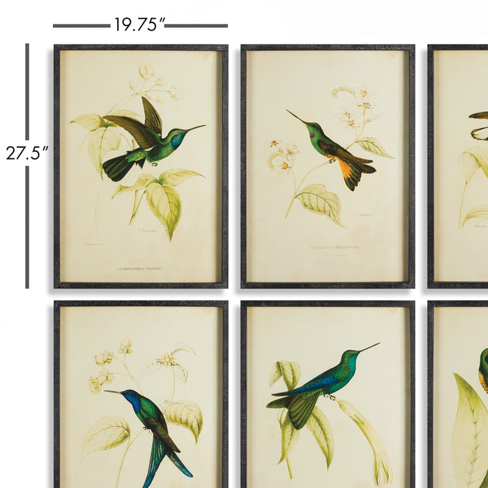 Design Shop Hummingbird Prints, Set Of 6