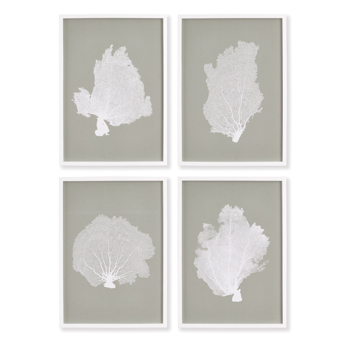 Design Shop Coral Fans Study, Set Of 4
