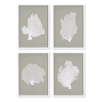 Design Shop Coral Fans Study, Set Of 4