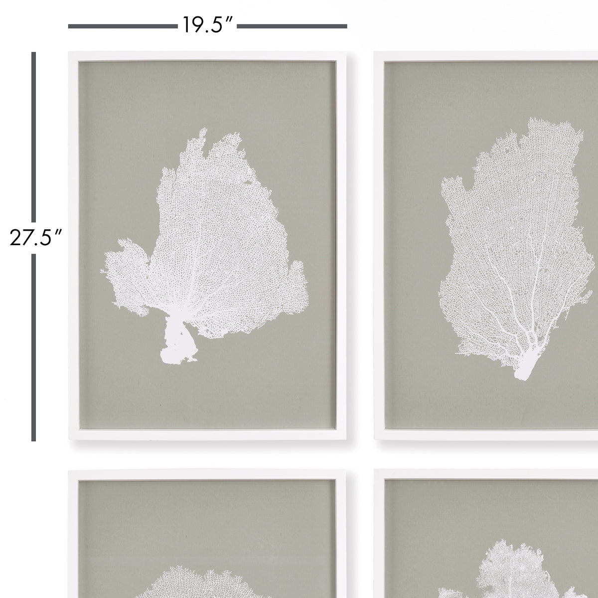 Design Shop Coral Fans Study, Set Of 4