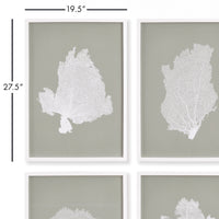 Design Shop Coral Fans Study, Set Of 4