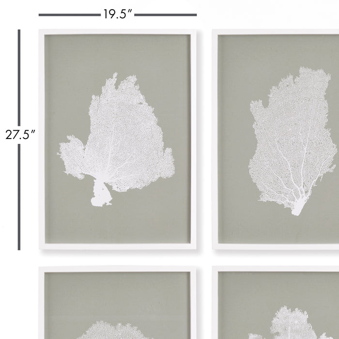 Design Shop Coral Fans Study, Set Of 4