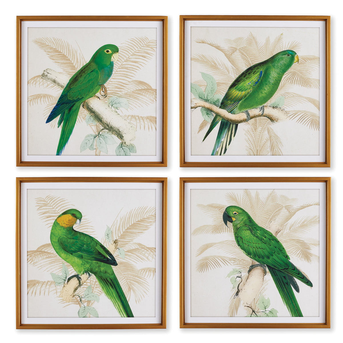 Design Shop Green Parrots Study, Set Of 4