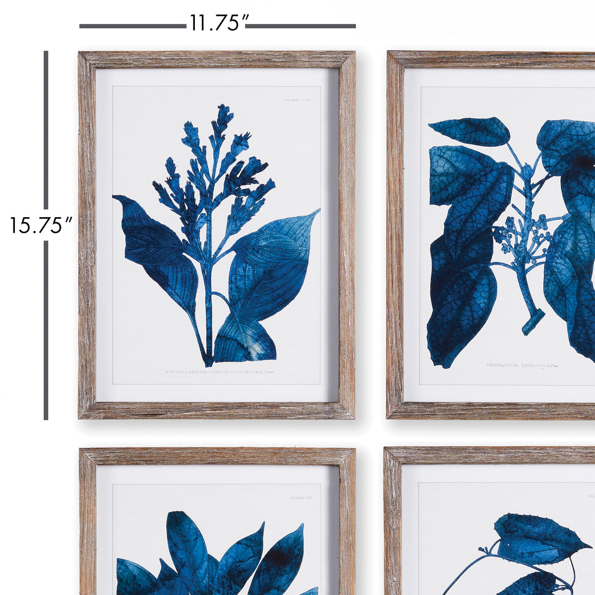 Design Shop Indigo Botanicals, Set Of 4