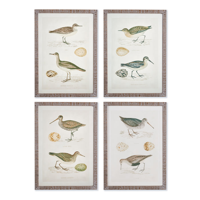 Design Shop Coastal Birds Study, Set Of 4