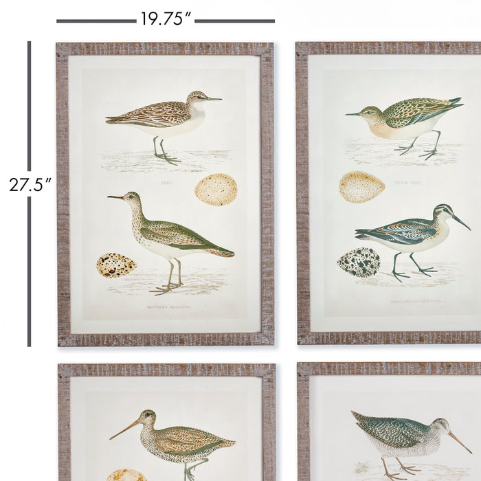 Design Shop Coastal Birds Study, Set Of 4