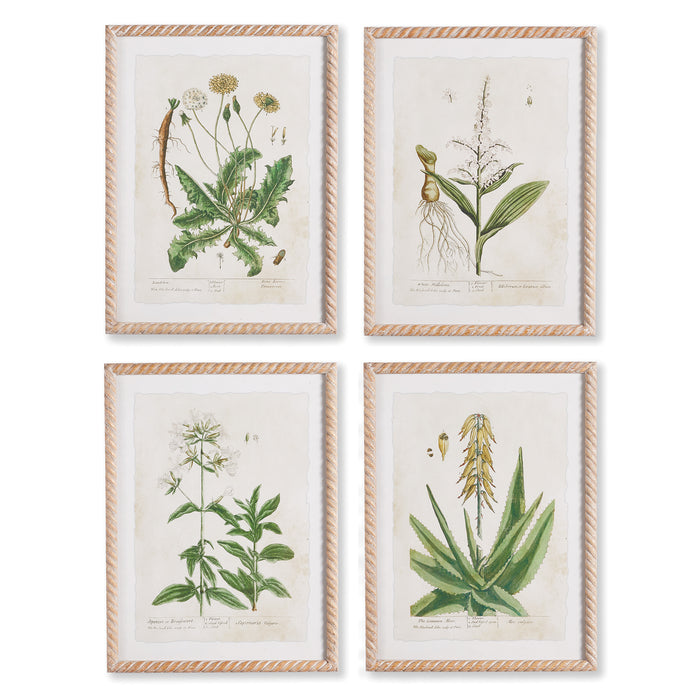 Design Shop Vintage Botanical Study, Set Of 4