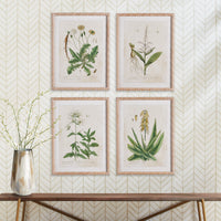 Design Shop Vintage Botanical Study, Set Of 4