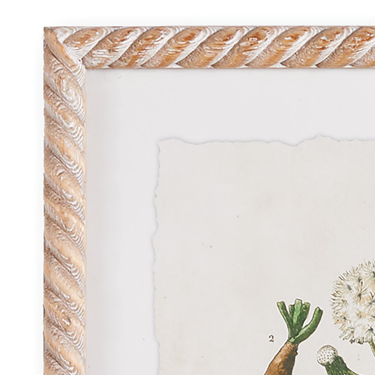 Design Shop Vintage Botanical Study, Set Of 4