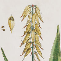 Design Shop Vintage Botanical Study, Set Of 4