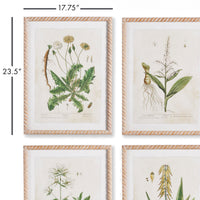 Design Shop Vintage Botanical Study, Set Of 4
