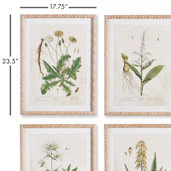 Design Shop Vintage Botanical Study, Set Of 4