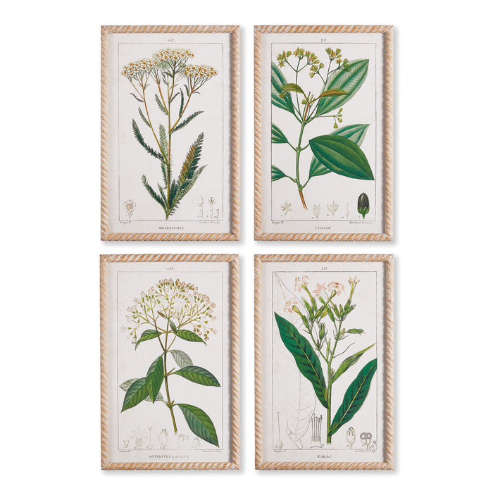 Design Shop Meadow Botanical Study, Set Of 4